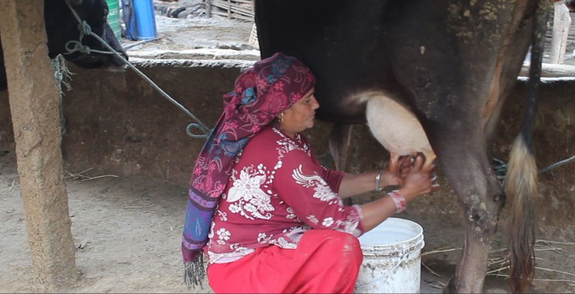 दूधको मूल्य घट्दै गएपछि रामेछापका गाईपालक किसान चिन्तित